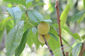 Peach on a peach tree