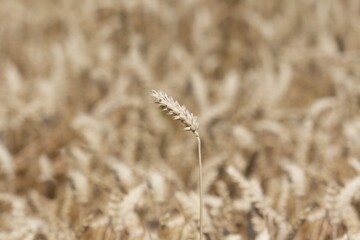Single wheat in front of golden field autumn season time. Macro photography of the golden summer...