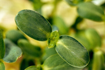 Close-up of young green sprouts of micro greens