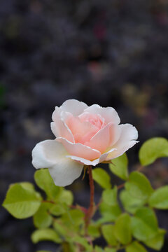 Rose Princesse Charlene de Monaco
