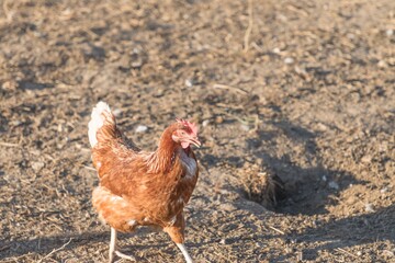 Brown chicken live outdoors at bio poultry farm grass meadow. Rural agriculture scene with free happy hen outdoor. Ecological animal farming and self sufficiency by sustainable fowl livestock