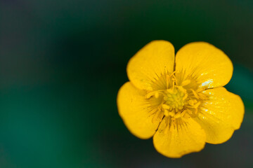 Butterblume