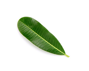 Plumeria  leave isolated on white background.green leave on white background.
