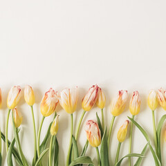 Flowers composition with many yellow tulips on white background. Flat lay, top view festive holiday celebration hero header
