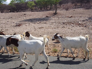 A herd of goats crossing the road, Opuwo, Namibia