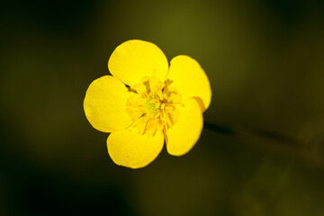 Burrtblume
