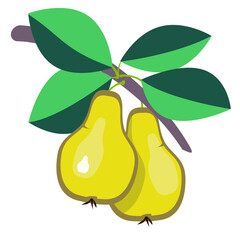 Two ripe yellow pears on a tree branch. Pear juice.
Natural products for health and beauty