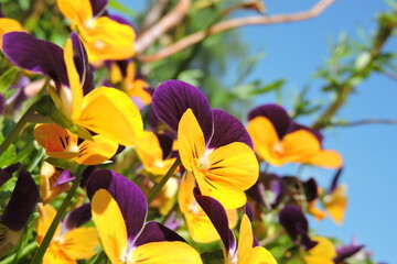 Bratek, Fołek ogrodowy  Viola