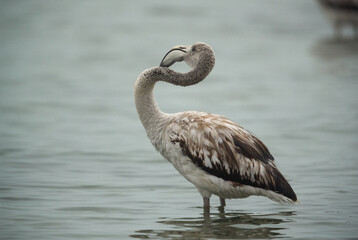Greater Flamingo Juvenile preening