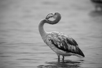 Greater Flamingo Juvenile preening