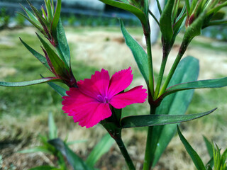Blooming red Nerium Oleander flower and buds in a green garden. Beautiful nature photo wallpaper...