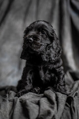 black cocker spaniel