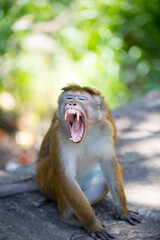 angry macaque with sharp fangs