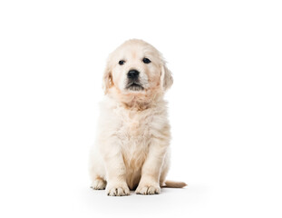 Golden retriever puppy sitting isolated