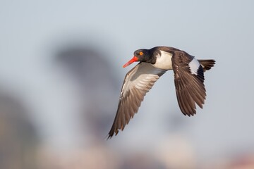 Selective focus shot of an Oystercatcher in flight