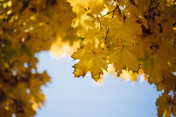 Naklejka na ściany i meble fall yellow maple leaves in the blue sky
