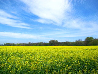 blühendes rapsfeld