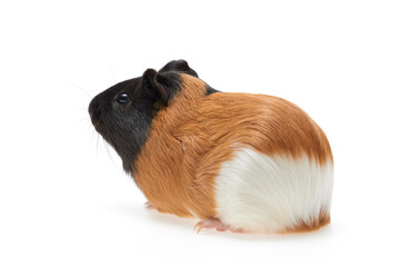 Guinea pig Cavia porcellus is a popular pet. Young tri-color guinea pig on a white background. Isolated photo. Studio portrait of a pet.