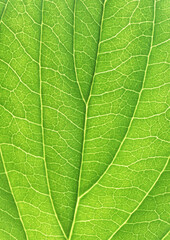 portion green plant with leaf netted veins pattern paper background