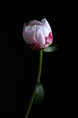 Concetto di primavera. Macro del fiore rosa della peonia su fondo scuro. Carta da parati floreale. Avvicinamento. Copia spazio.