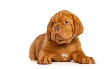 Puppy dog, isolated on white. Dogue de Bordeaux