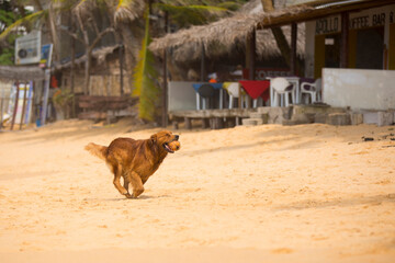 dog on the beach playing with ball
