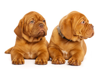 Two puppies, isolated on white. Dogue de Bordeaux