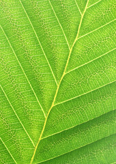 portion green plant with leaf netted veins pattern paper background