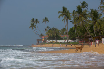 tropical beach with palm trees and dog