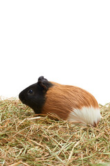 Guinea pig, Cavia porcellus, in front of white background Tricolor guinea pig sitting in the hay Studio portrait of Guinea Pig isolated on white background. Vertical photo.