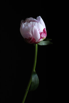 Concetto di primavera. Macro del fiore rosa della peonia su fondo scuro. Carta da parati floreale. Avvicinamento. Copia spazio.