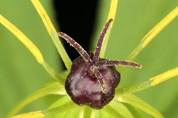 Herb Paris (Paris quadrifolia). Flower Detail Closeup