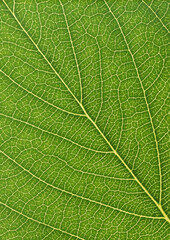 portion green plant with leaf netted veins pattern paper background