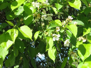 Blooming Apple tree against the blue sky