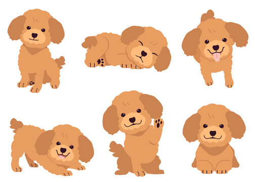 The collection of poodle in many action. Graphic resource about set of dogs poodle for graphic, content, etc. 