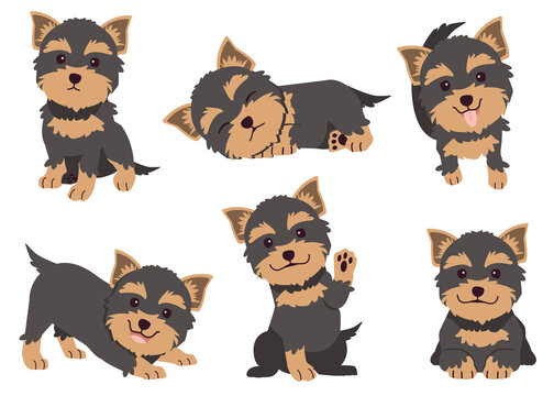 The collection of Yorkshire terrier in many action. Graphic resource about set of dogs Yorkshire terrier for graphic, content, etc. 
