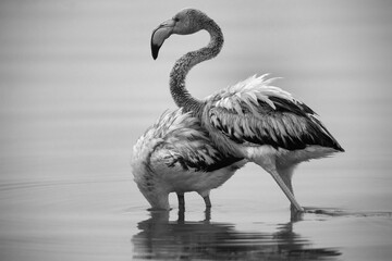 A juvenile Greater Flamingo push
