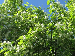 Blooming Apple tree against the blue sky