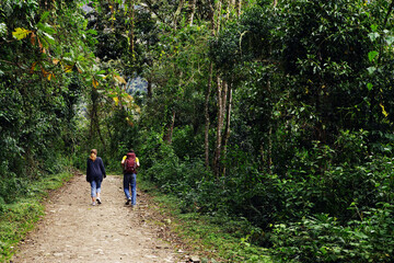 Fototapeta na wymiar Tropical forest path in Cordiliera Central, Colombia, South America