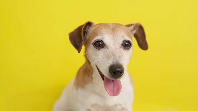 adorable dog Jack russell terrier on yellow background. Happy dog smiling face. Care pet. Emotional pet friendship. Video footage. Animal theme. Close up portrait. Dog head looking to the camera