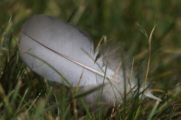 Closeup of bird feather in the grass