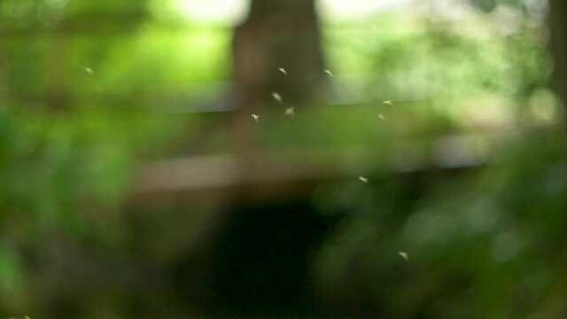 midges fly in the forest