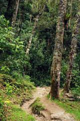 Fototapeta premium Cocora valley, Salento, Colombia, South America