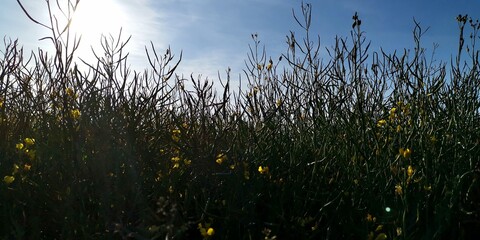 reeds at sunset