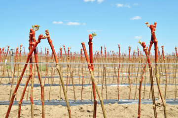 grapevine propagation. Field of rooted grafts of vine. Grafted and waxed grape cuttings planted in...