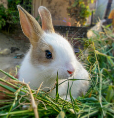 Rabbit baby sitting on the grass and looking at the side.