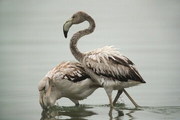 A Juvenile Greater Flamingo friendly fight