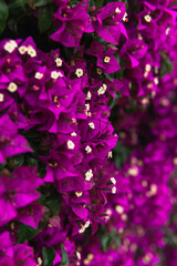 Fototapeta na wymiar Flores purpuras con semilla amarilla en primavera