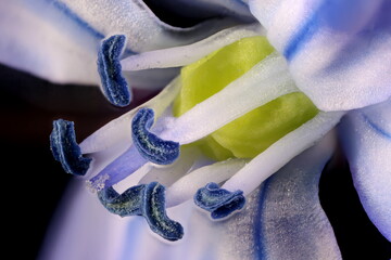 Siberian Squill (Scilla siberica). Pistil and Stamens Closeup