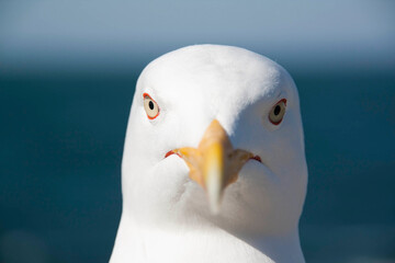 Primer plano de gaviota
